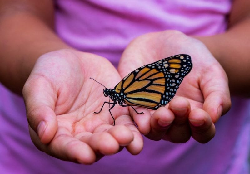 What is the meaning of butterflies and needles lined my seamed-up