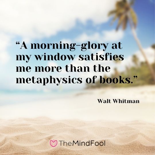 “A morning-glory at my window satisfies me more than the metaphysics of books.” ― Walt Whitman