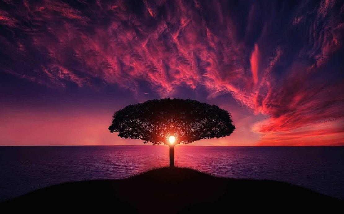 Tree of life meaning