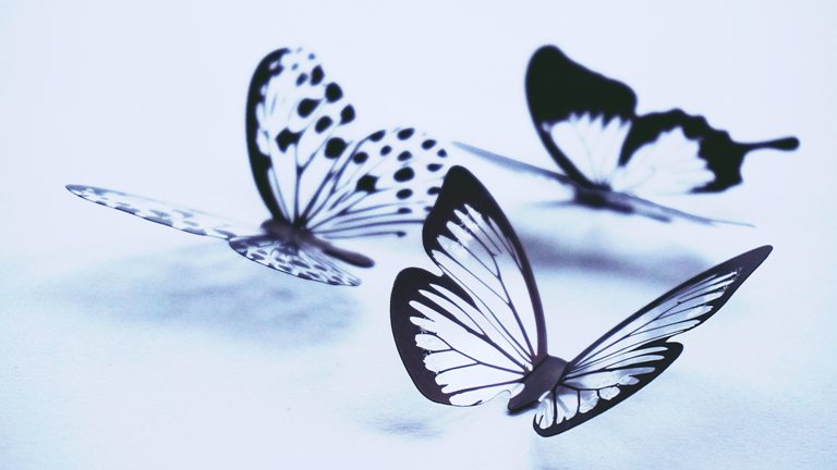 Butterfly Project