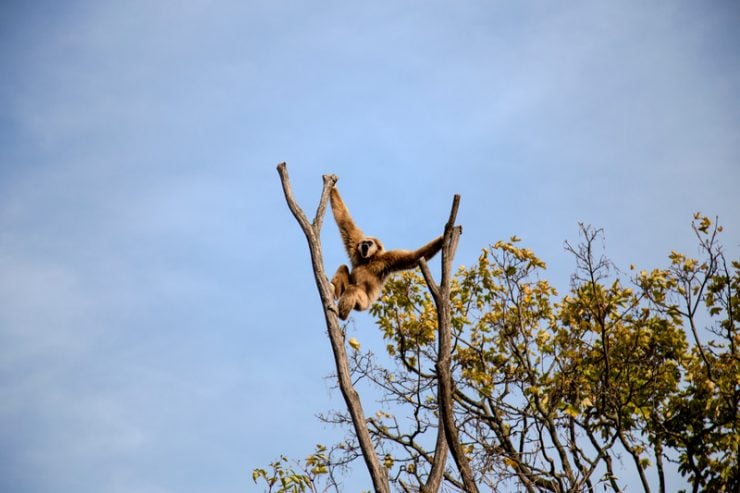 Monkey branching