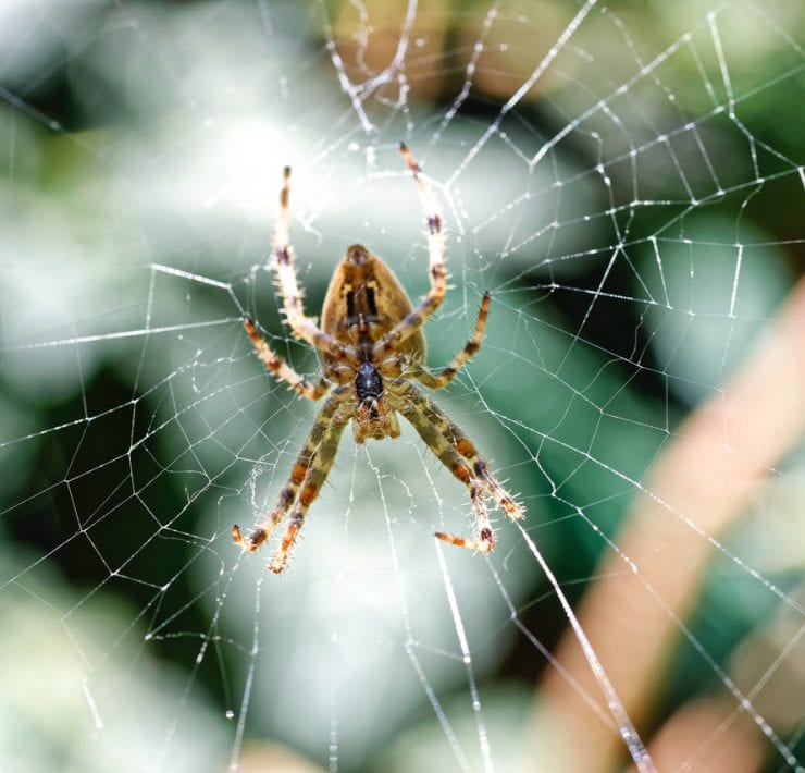 Spider Symbolism | Spider Meaning | Spider Spiritual Meaning - All Details  You Need to Know