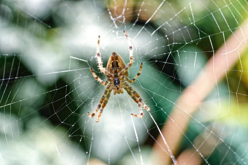 View Of A Spider Web At A Side Angle - Spider Web With Colored