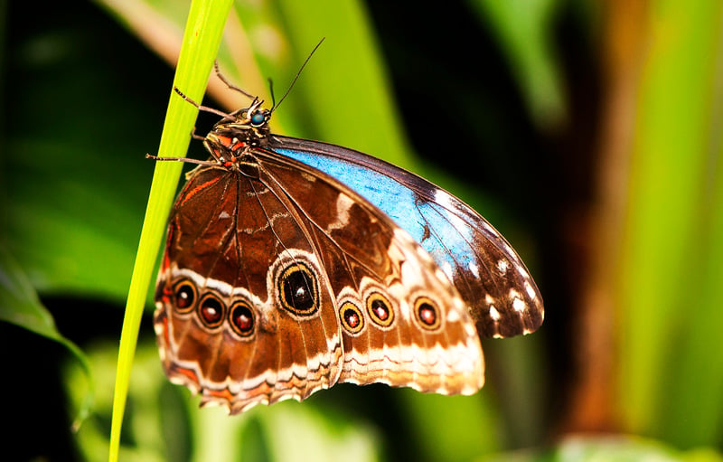 brown butterfly meaning i.e. what does a brwon butterfly mean