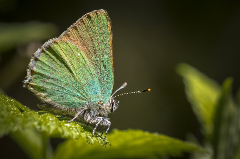 green butterfly meaning i.e. what does a green butterfly mean