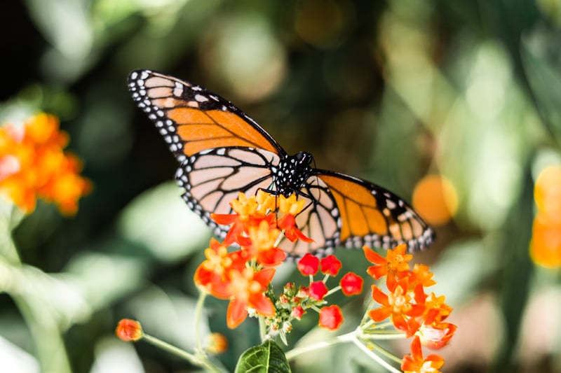 monarch butterfly meaning i.e. what does a monarch butterfly mean