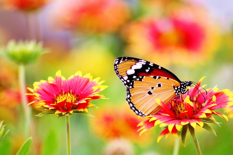 orange butterfly meaning i.e. what does a orange butterfly mean