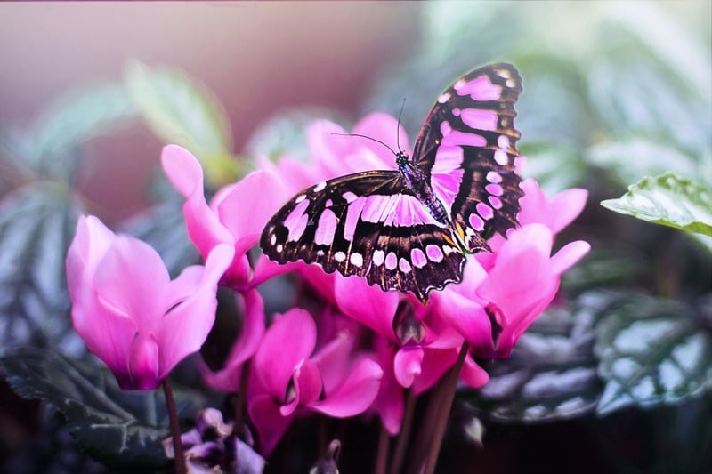 pink butterfly meaning i.e. what does a pink butterfly mean