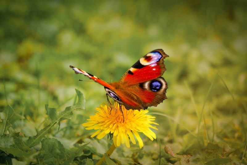 red butterfly meaning i.e. what does a red butterfly mean