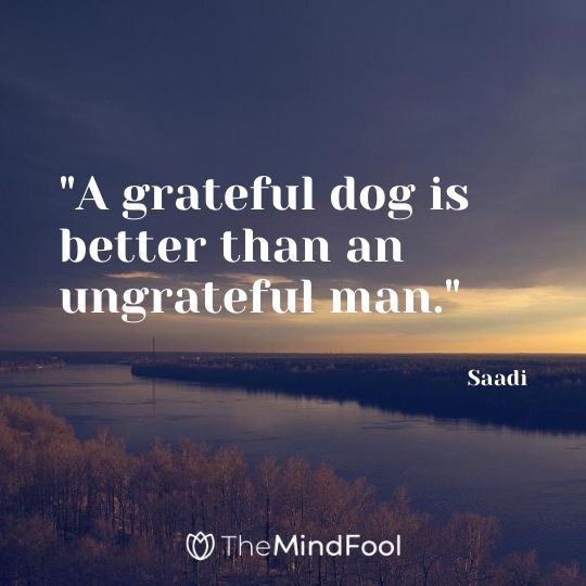 "A grateful dog is better than an ungrateful man." - Saadi