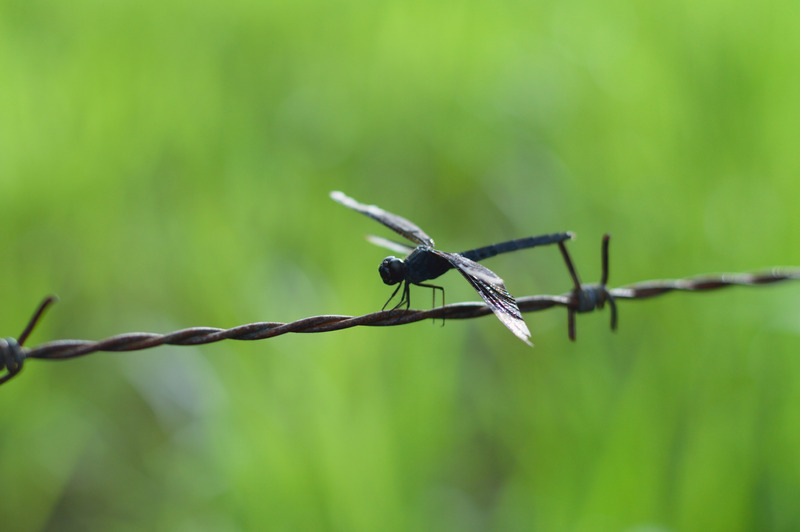 Black dragonfly meaning. Black Dragonfly chiefly represents uniqueness, the ability to stand out. It symbolizes privacy and aloofness.