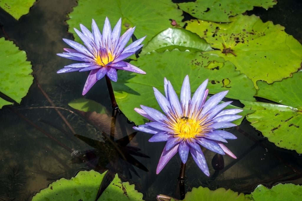 Blue Lotus Flower Meaning