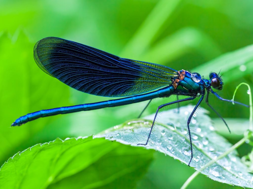 Blue dragonfly meaning. A blue Dragonfly is a channel of new beginnings. It symbolizes your heart chakra awakening and that you must embrace any new change