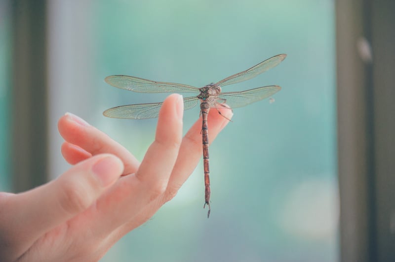 Complete Guide to Understanding Dragonfly Meaning & Symbolism