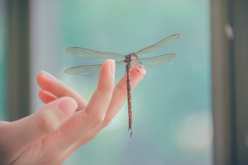 dragonfly-meaning-dragonfly-symbolism-dragonfly-spiritual-meaning