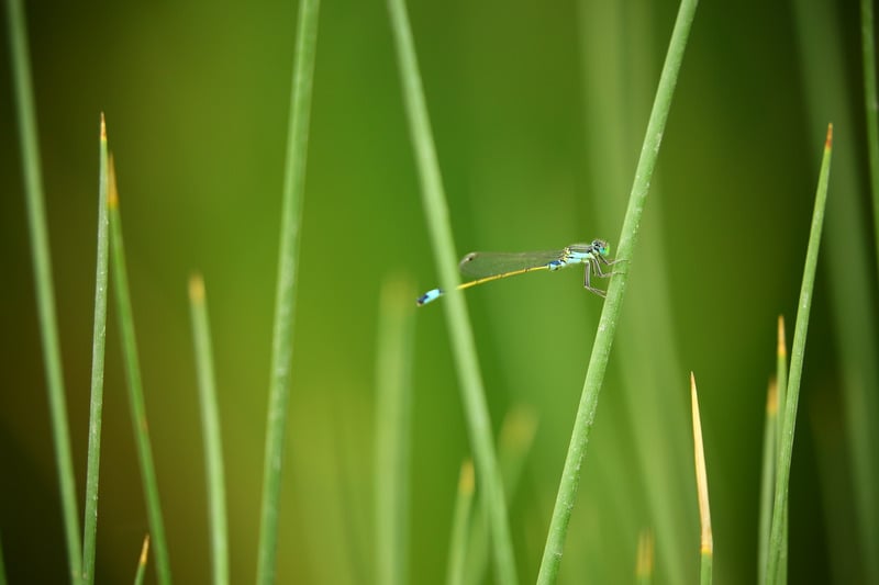 Green dragonfly meaning. Green Dragonflies are messengers for new relationships and beginnings. This beautiful creature reminds you to open your heart for love to enter your life.