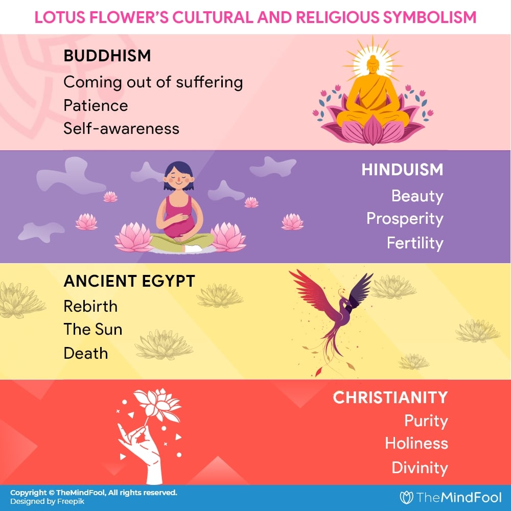 Lotus Flower Meaning - The Cultural and Religious Symbolism