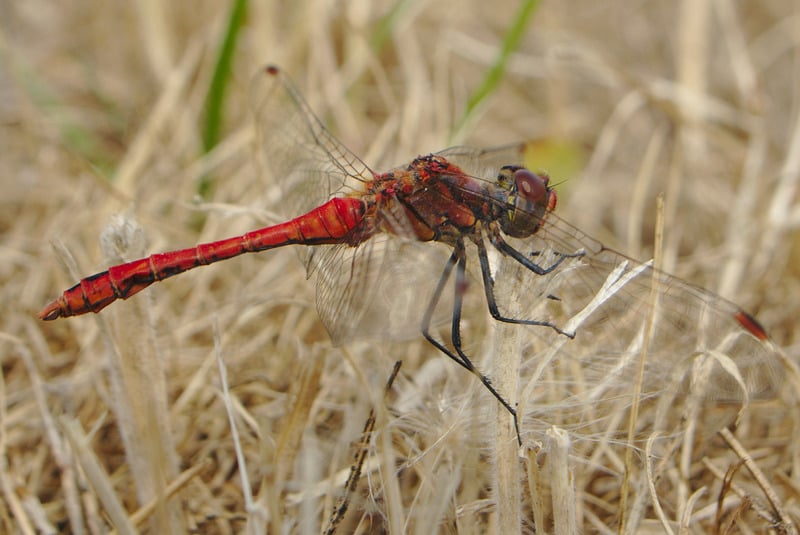 Red dragonfly meaning. Red Dragonfly spirit animal conveys a message of transformation and eternal love.