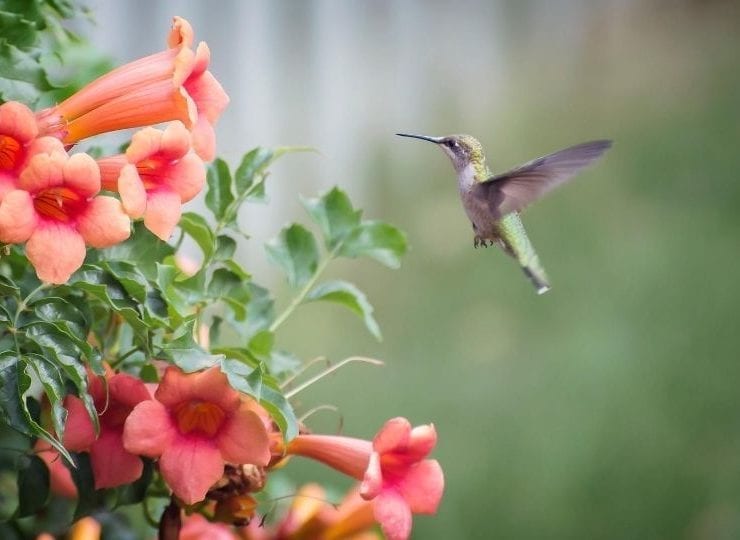Hummingbird Meaning and Symbolic Omen