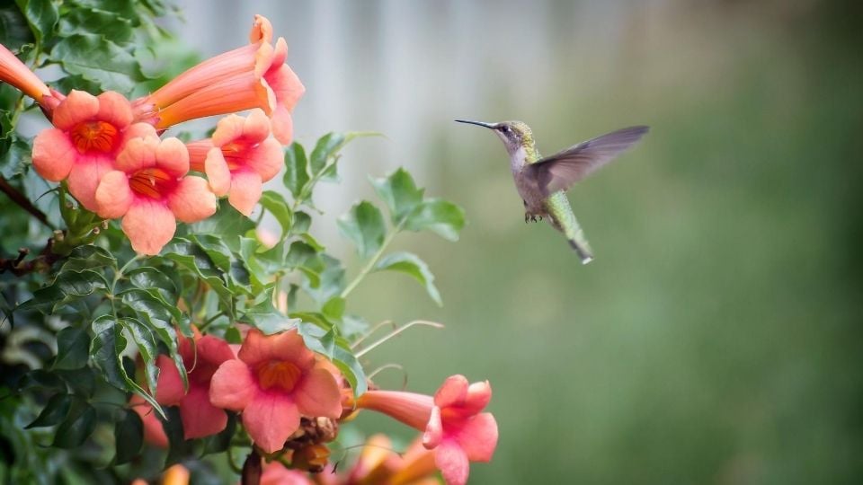 Hummingbird Meaning and Symbolic Omen