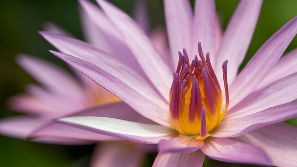 Lotus Flower Meaning - The Cultural and Religious Symbolism | TheMindFool