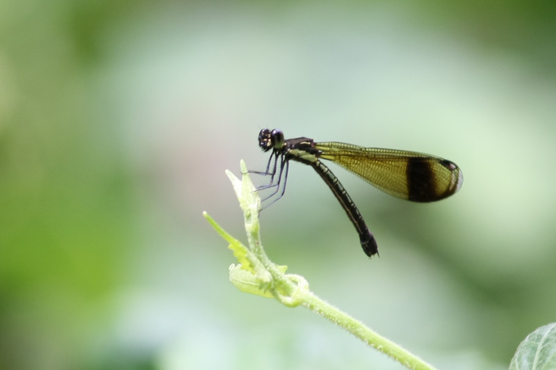 What Does It Mean To See Dragonfly in Your Dreams?