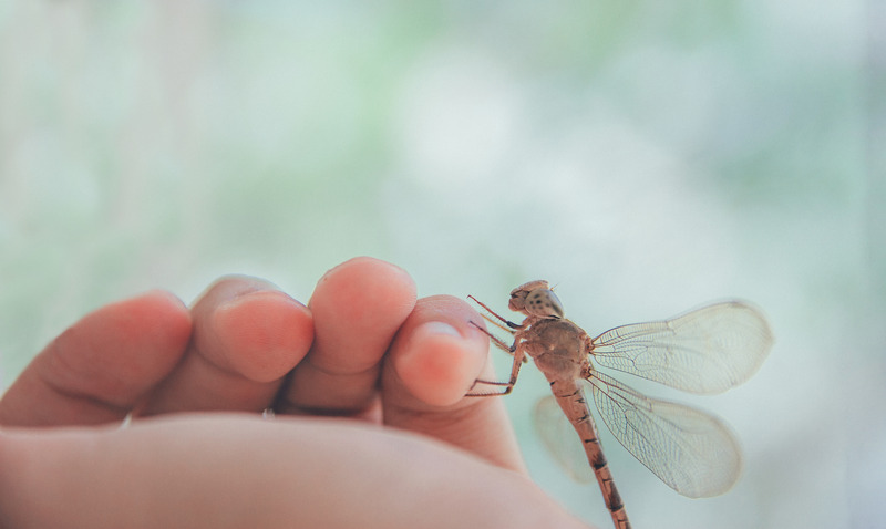 What Does It Mean When A Dragonfly Lands On You