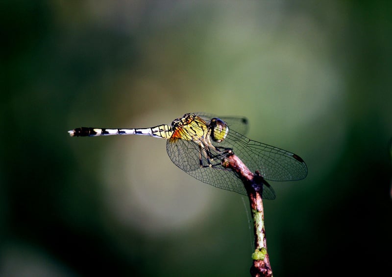 What Does It Mean When You See A Dragonfly?