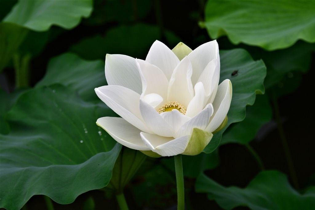 White Lotus Flower Meaning