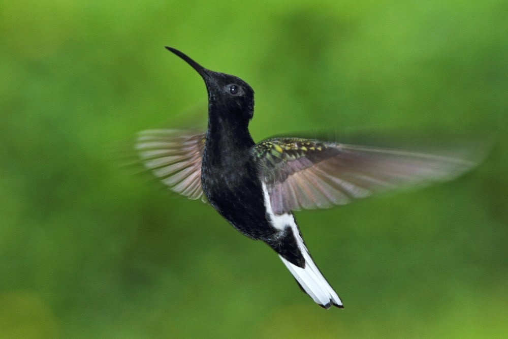 Black hummingbird signifies change, rebirth, and spiritual transformation. 