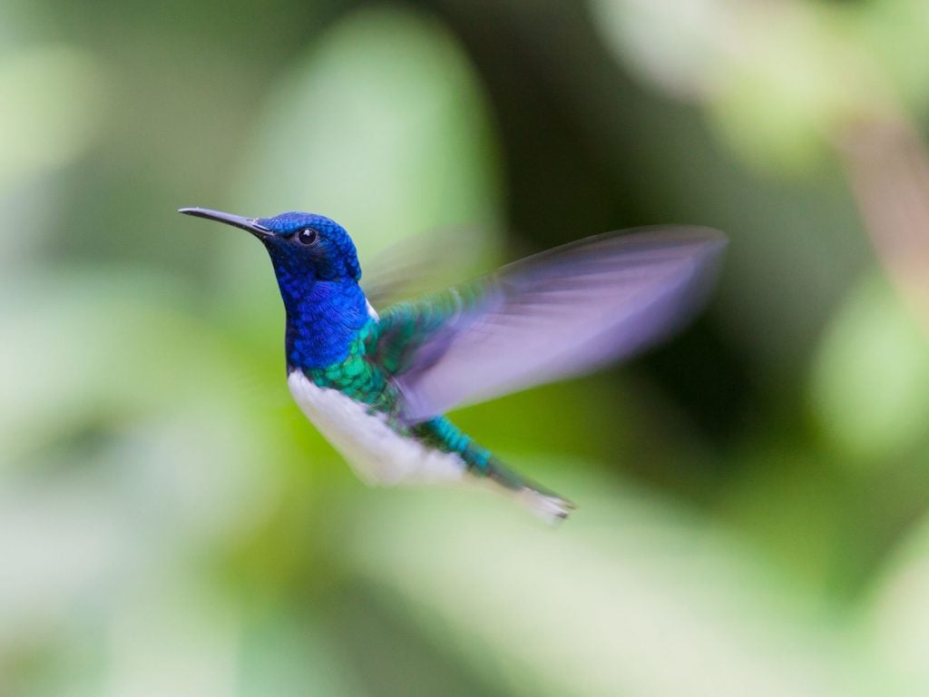 Seeing a blue hummingbird or a visit by it means that you are thoughtful and introspective.