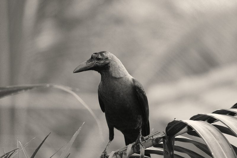 Crow symbolism