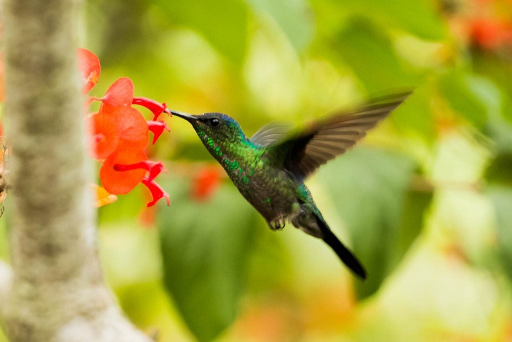 Green hummingbird symbolizes growth and prosperity.