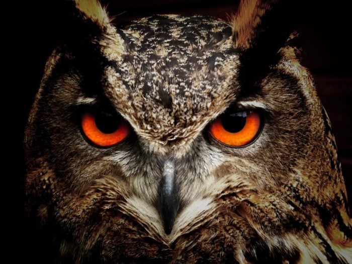 Owl symbolism