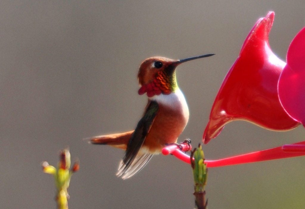 Red hummingbird are loaded with positive spiritual energy. 