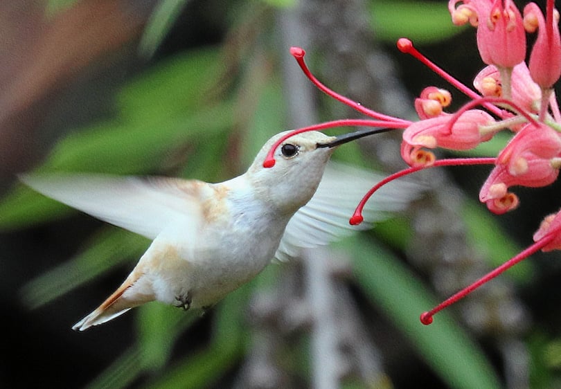 White hummingbird signals birth, new beginnings, and adventures.