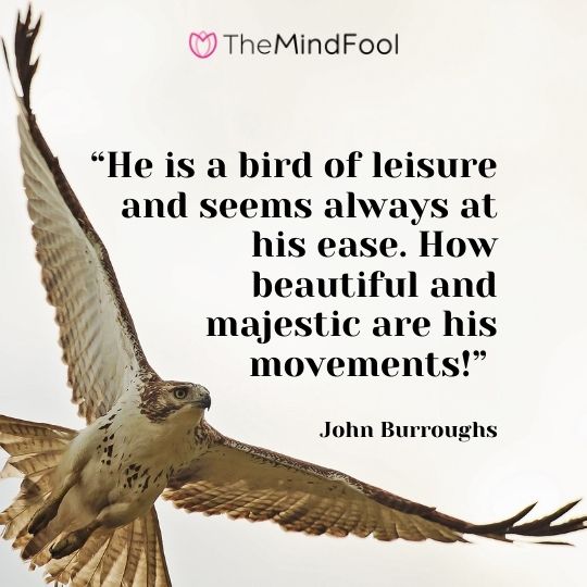 “He is a bird of leisure and seems always at his ease. How beautiful and majestic are his movements!” – John Burroughs