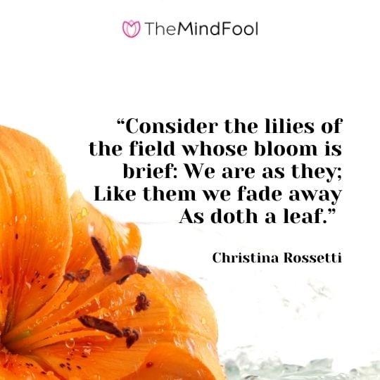 Consider the lilies of the field whose bloom is brief: We are as they; Like them we fade away As doth a leaf. - Christina Rossetti