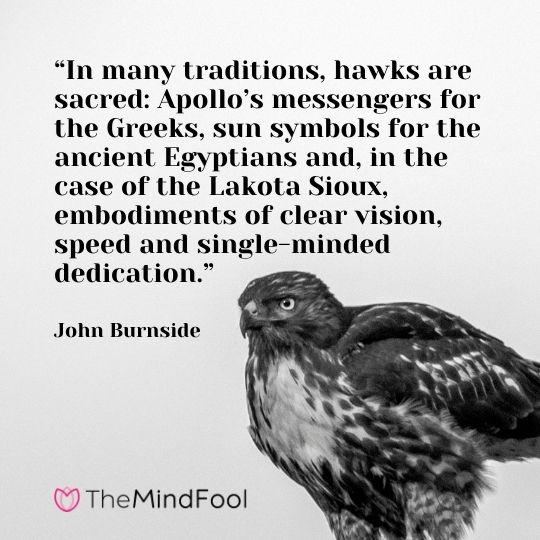 “In many traditions, hawks are sacred: Apollo’s messengers for the Greeks, sun symbols for the ancient Egyptians and, in the case of the Lakota Sioux, embodiments of clear vision, speed and single-minded dedication.” – John Burnside