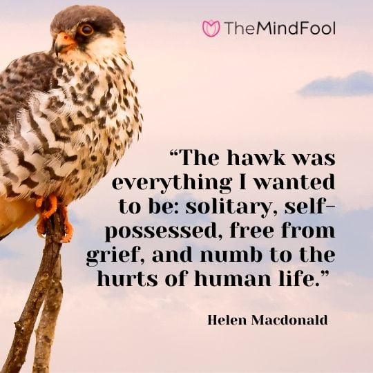 “The hawk was everything I wanted to be: solitary, self-possessed, free from grief, and numb to the hurts of human life.” – Helen Macdonald