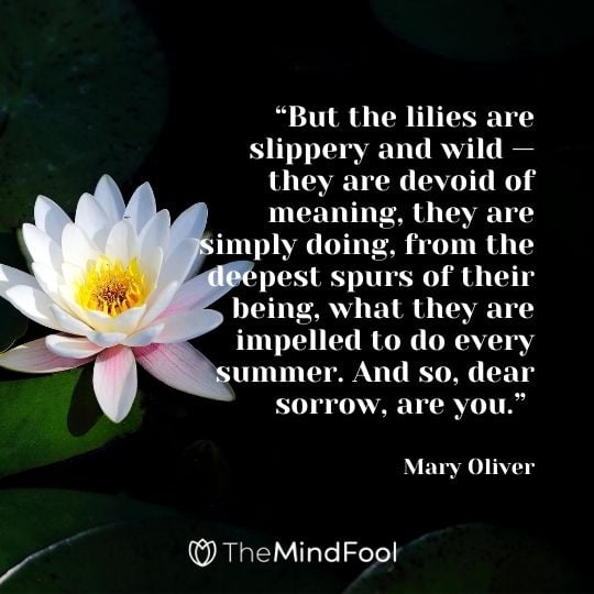 But the lilies are slippery and wild — they are devoid of meaning, they are simply doing, from the deepest spurs of their being, what they are impelled to do every summer. And so, dear sorrow, are you. -Mary Oliver