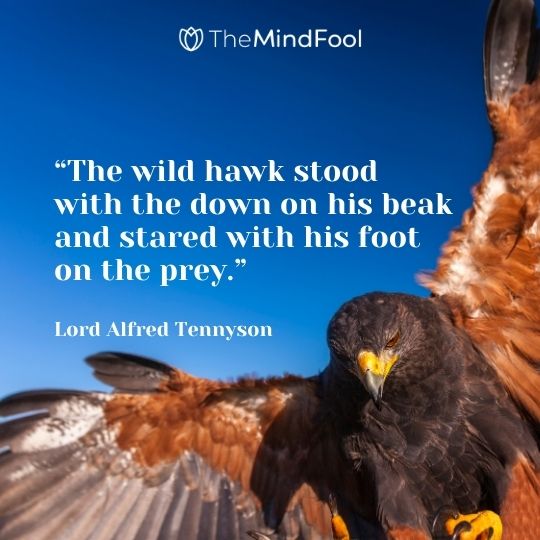 “The wild hawk stood with the down on his beak and stared with his foot on the prey.” – Lord Alfred Tennyson