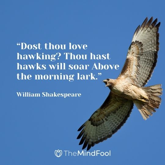 “Dost thou love hawking? Thou hast hawks will soar Above the morning lark.” – William Shakespeare