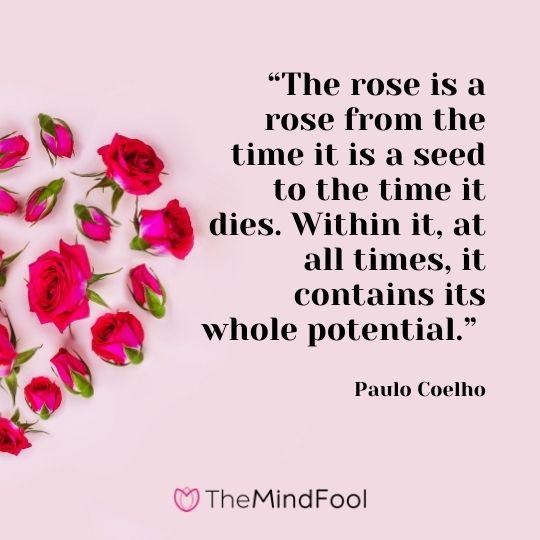 “The rose is a rose from the time it is a seed to the time it dies. Within it, at all times, it contains its whole potential.” – Paulo Coelho 