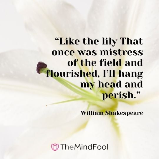 Like the lily That once was mistress of the field and flourished, I’ll hang my head and perish. -William Shakespeare
