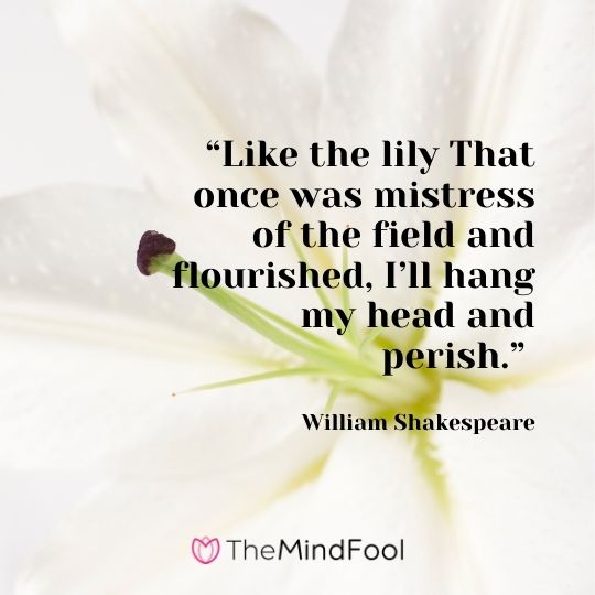  Like the lily That once was mistress of the field and flourished, I’ll hang my head and perish. -William Shakespeare