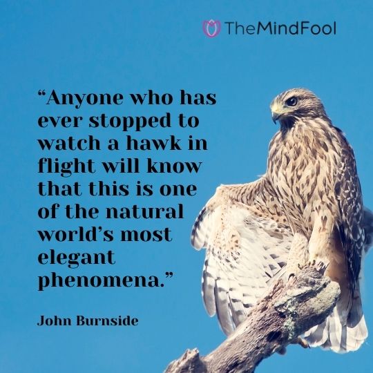 “Anyone who has ever stopped to watch a hawk in flight will know that this is one of the natural world’s most elegant phenomena.” – John Burnside