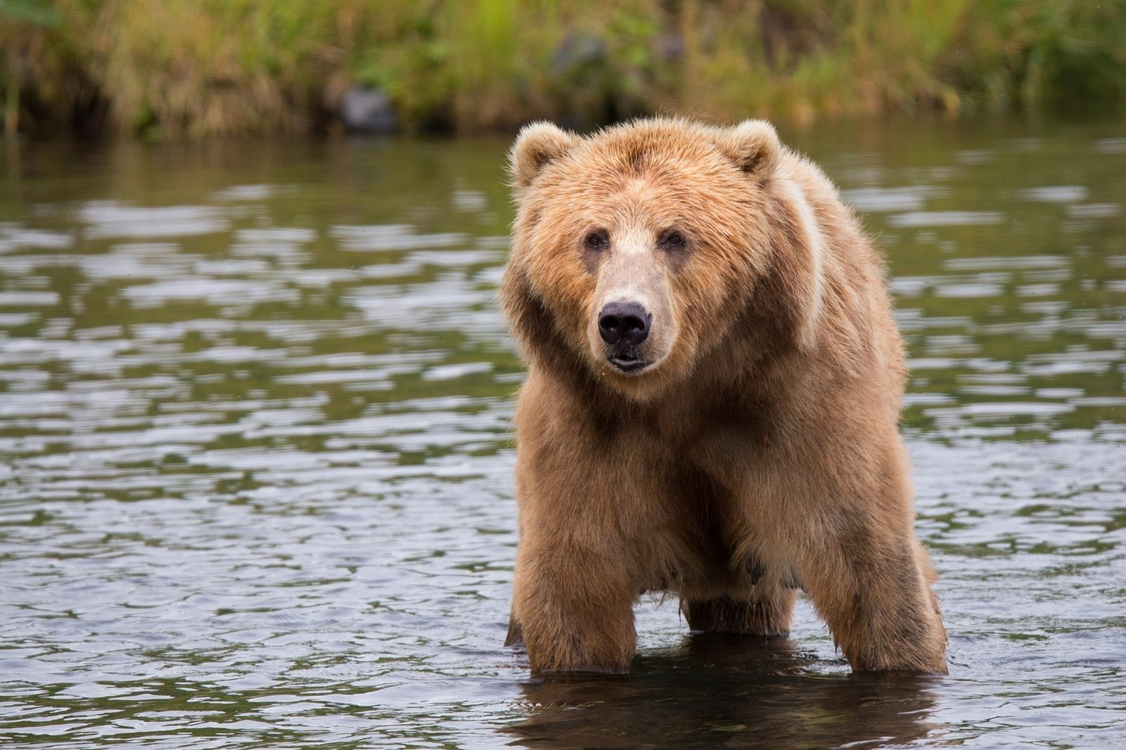 GRIZZLY BEAR definition and meaning