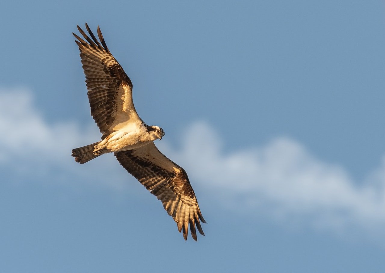 native american spirit animals hawk