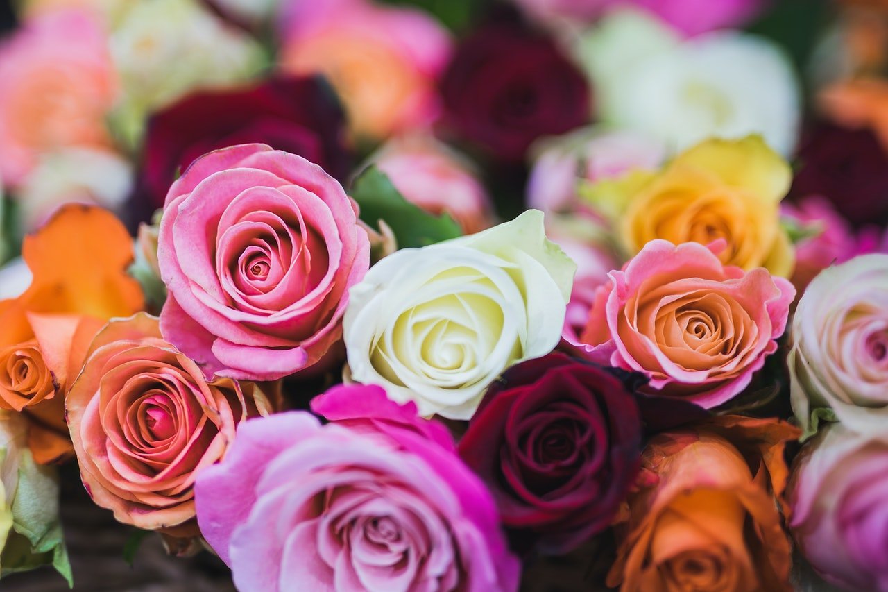 17 Rose Color Meanings Explained - The Best Rose Colors